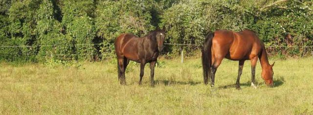 Reliable water supply for farm and domestic livestock