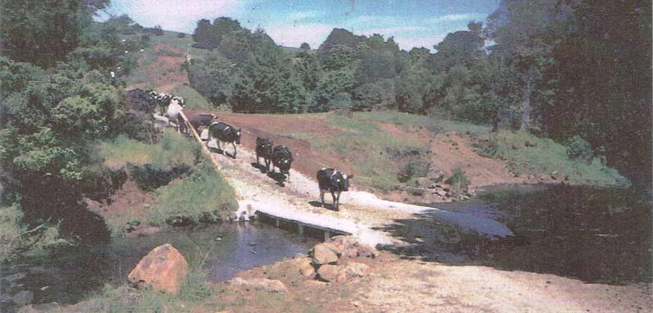 Cattle crossing the silage feeder bridge