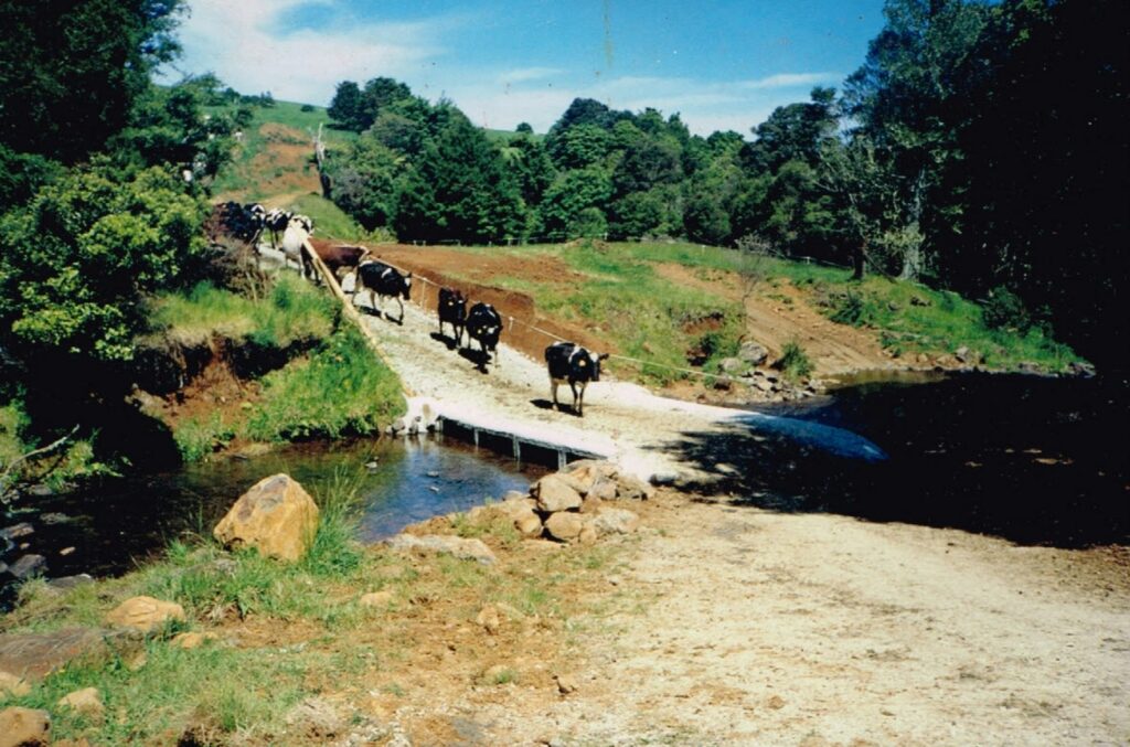 Wade Concrete Bridge with cows crossing